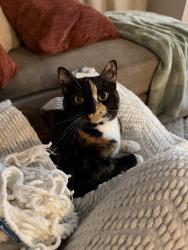 Lost Female Cat last seen Fox run lane apmt complex, Carmel Hamlet, NY 10512