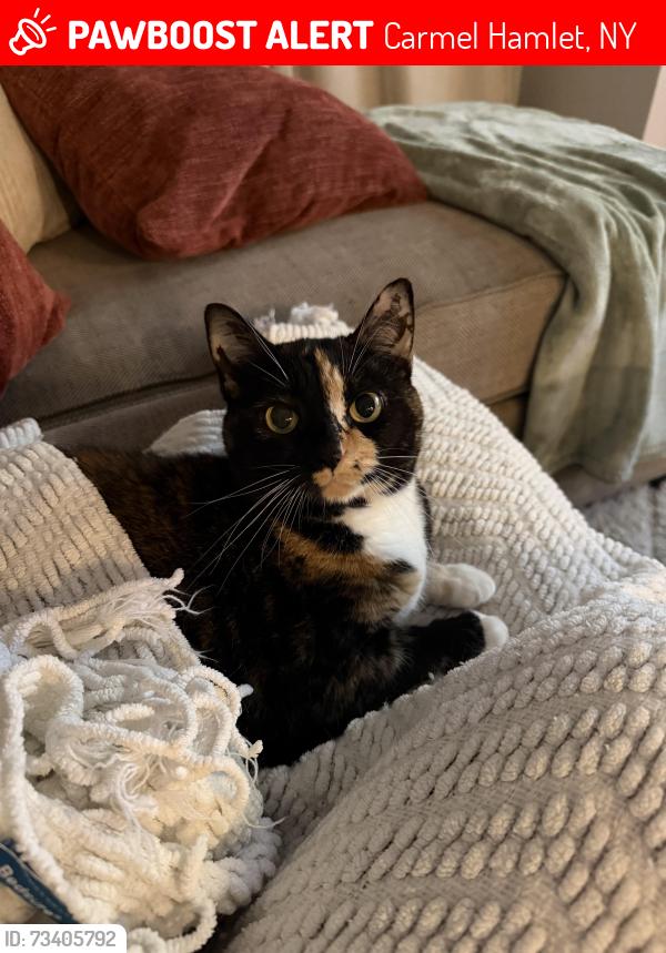 Lost Female Cat last seen Fox run lane apmt complex, Carmel Hamlet, NY 10512