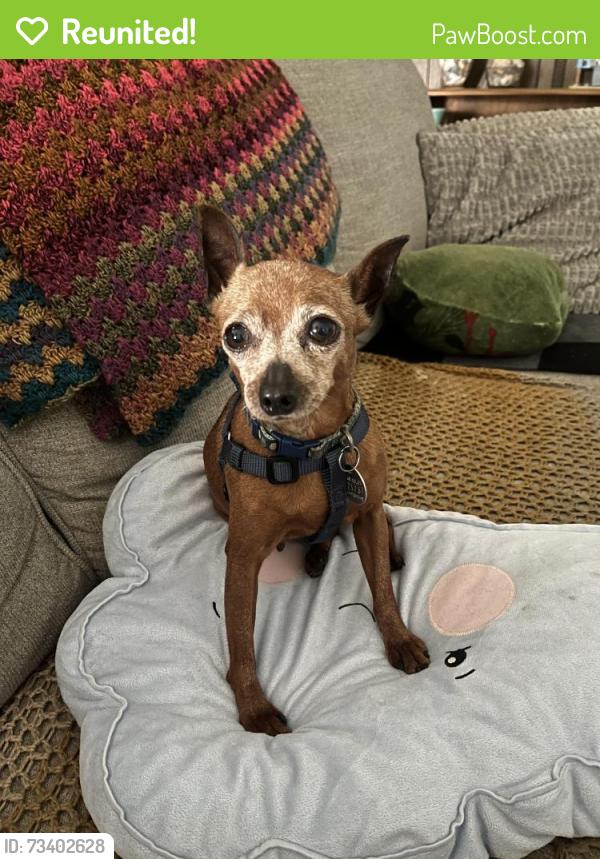 Reunited Female Dog last seen El toro and Raymond, Lake Forest, CA 92630