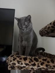 Lost Male Cat last seen Trails at Hunter Pointe, Gallatin, TN 37066