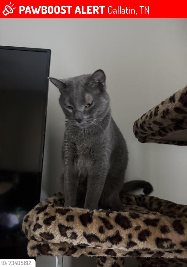 Lost Male Cat last seen Trails at Hunter Pointe, Gallatin, TN 37066