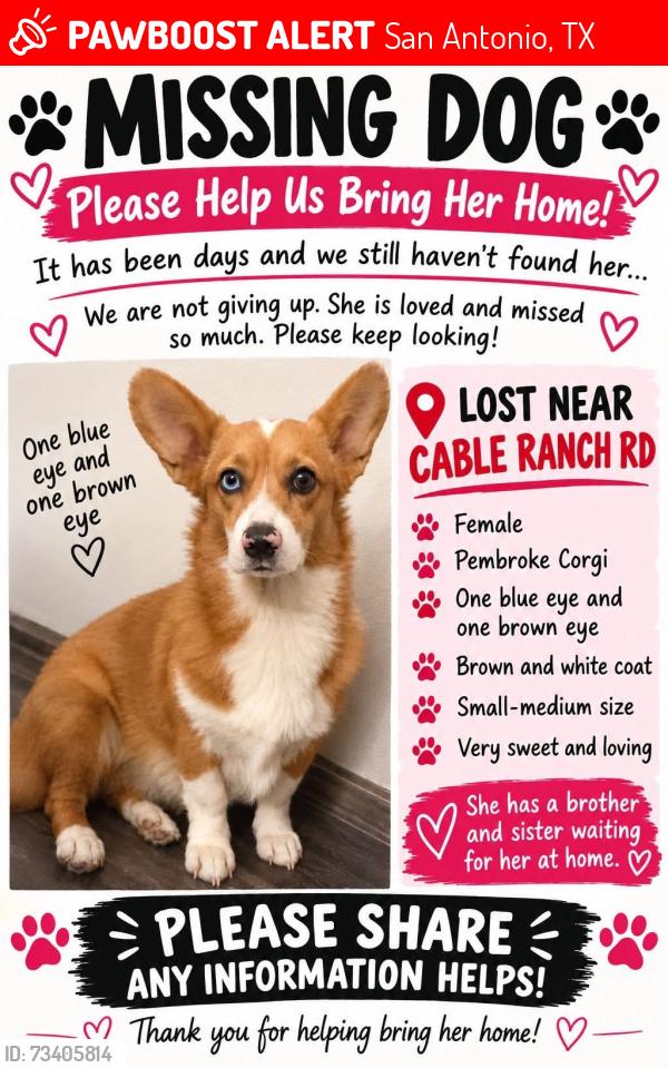 Lost Female Dog last seen Cable ranch rd, San Antonio, TX 78245