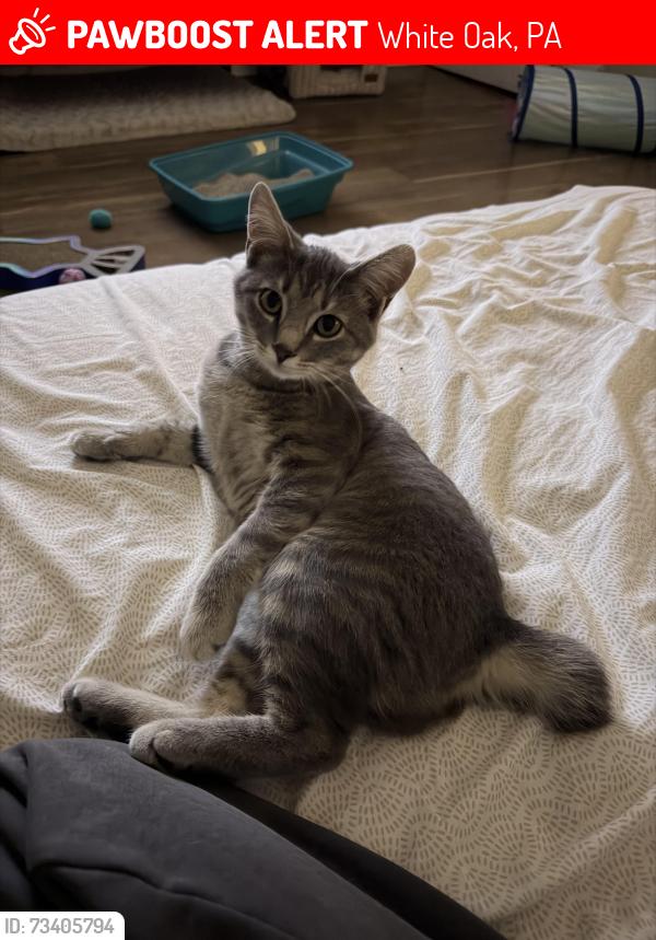 Lost Female Cat last seen Vermont & capitol street white oak pa, White Oak, PA 15131