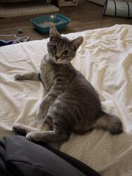 Lost Female Cat last seen Vermont & capitol street white oak pa, White Oak, PA 15131