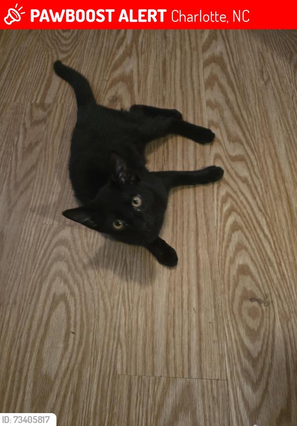 Lost Male Cat last seen Murrayhill Road, Charlotte, NC 28210