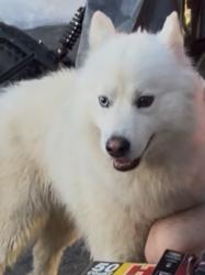 Reunited Male Dog last seen Howard St, Allentown, PA 18101