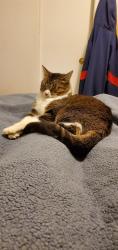 Reunited Female Cat last seen NE 141st Court &141st Place, Kirkland, WA, Kirkland, WA 98034