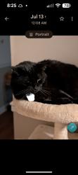 Lost Female Cat last seen St Stephens Fire Department, Hickory, NC 28601