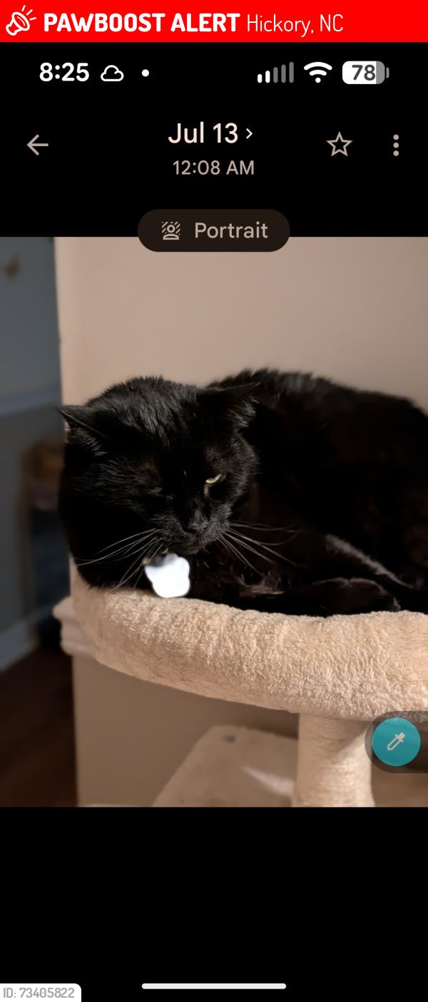 Lost Female Cat last seen St Stephens Fire Department, Hickory, NC 28601