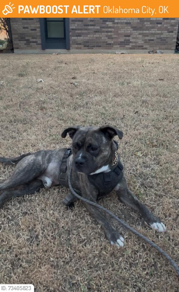 Found/Stray Male Dog last seen SE 44th st and sooner rd, Oklahoma City, OK 73135