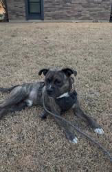 Found/Stray Male Dog last seen SE 44th st and sooner rd, Oklahoma City, OK 73135