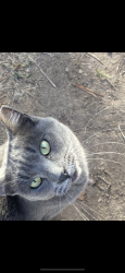 Lost Male Cat last seen Bernco Animal Care parking lot, Albuquerque, NM 87105