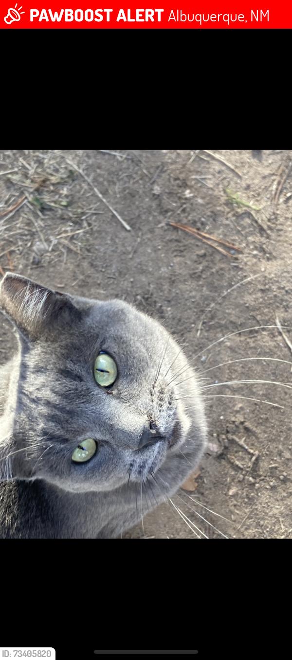 Lost Male Cat last seen Bernco Animal Care parking lot, Albuquerque, NM 87105