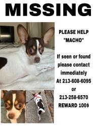 Lost Male Dog last seen Stuebner Airline Rd. Spring TX., Memorial Northwest, TX 77379