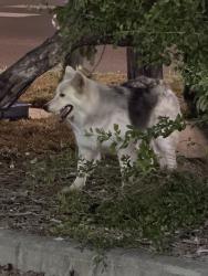 Found/Stray Unknown Dog last seen 10th street and Trenton by AT&T/HEB, McAllen, TX 78504