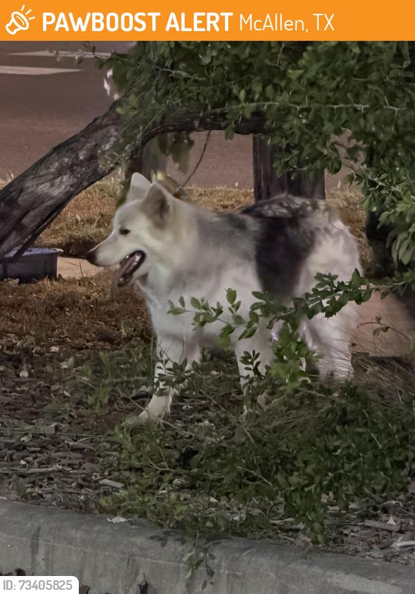 Found/Stray Unknown Dog last seen 10th street and Trenton by AT&T/HEB, McAllen, TX 78504