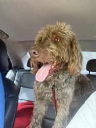 Reunited Male Dog last seen Honey Creek and Ebenezer, Rockdale County, GA 30094