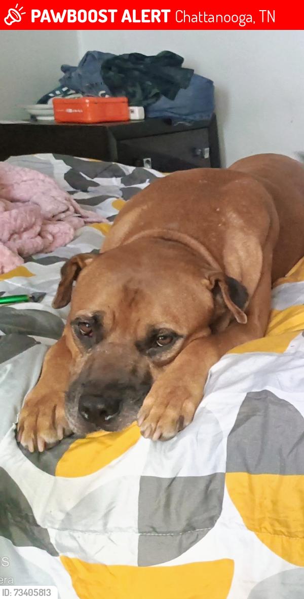 Lost Male Dog last seen 55th st and St. Elmo Ave., Chattanooga, TN 37409