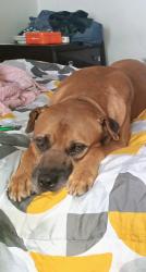 Lost Male Dog last seen 55th st and St. Elmo Ave., Chattanooga, TN 37409