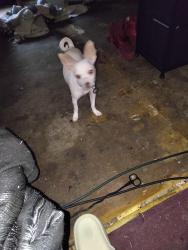 Lost Male Dog last seen Lawton Oklahoma 16th st, Oklahoma City, OK 73108