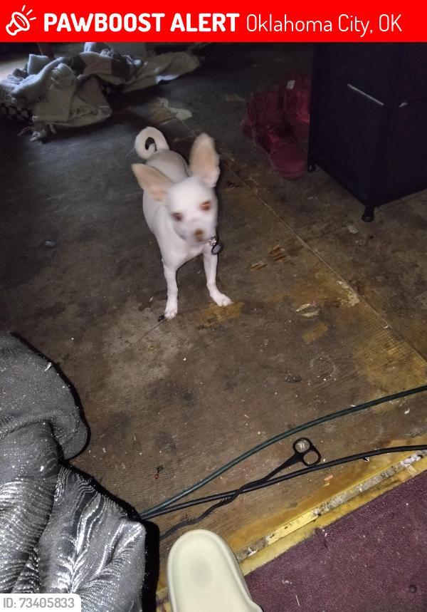 Lost Male Dog last seen Lawton Oklahoma 16th st, Oklahoma City, OK 73108