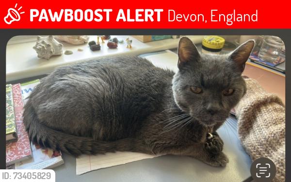 Lost Male Cat last seen Regents Park and Morrisons Local, Devon, England 