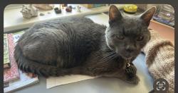 Lost Male Cat last seen Regents Park and Morrisons Local, Devon, England 