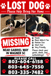 Lost Female Dog last seen Seivern rd wagoner sc, Aiken County, SC 29164