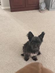 Found/Stray Male Dog last seen Rocky Shores Dr & Sardis Lake Dr, Tomball, TX 77375