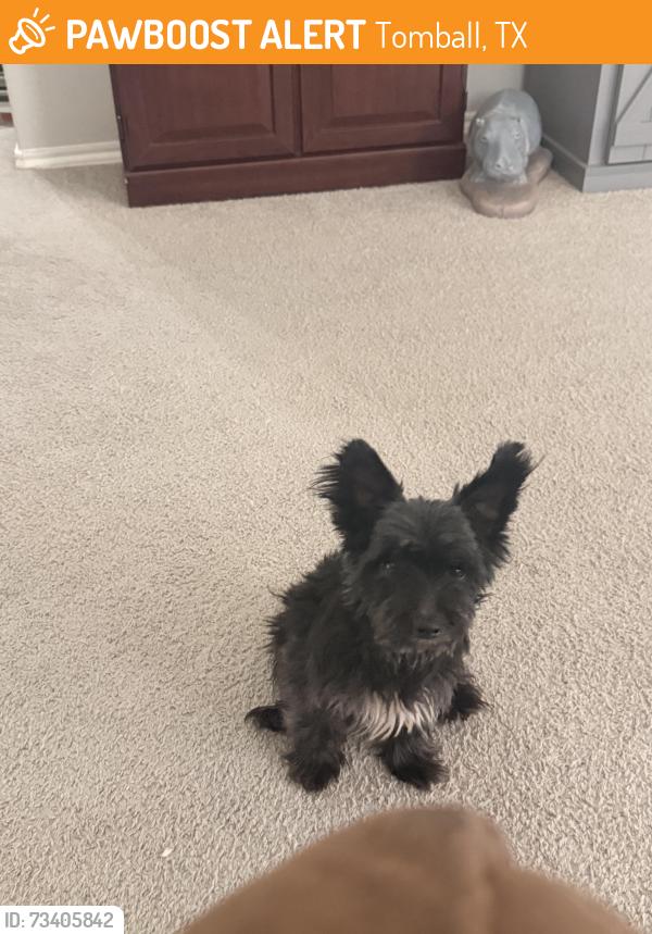 Found/Stray Male Dog last seen Rocky Shores Dr & Sardis Lake Dr, Tomball, TX 77375