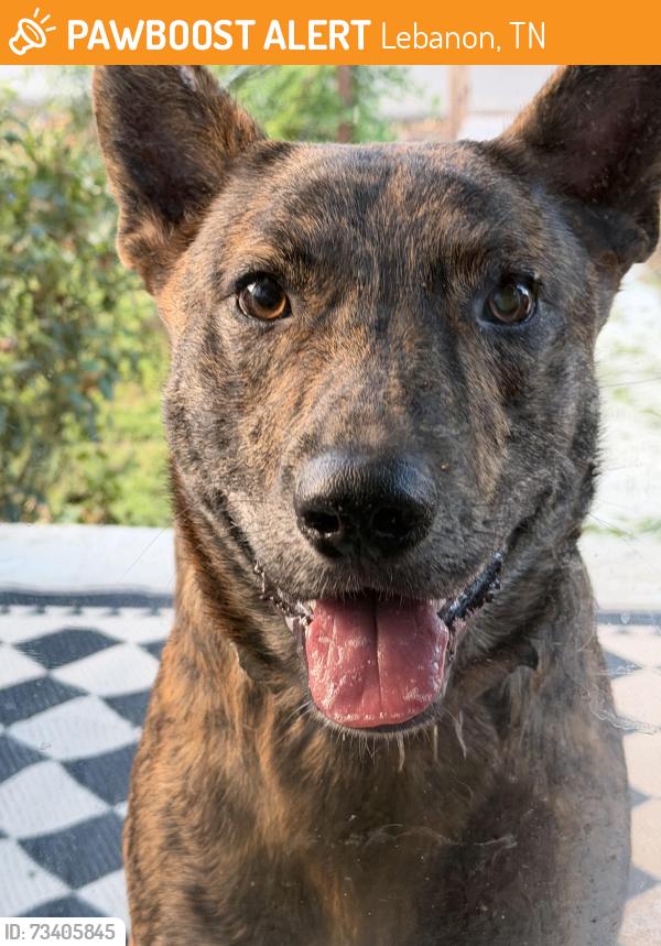 Found/Stray Male Dog last seen West Street, Haynes Street, Lebanon, TN 37087