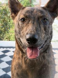 Found/Stray Male Dog last seen West Street, Haynes Street, Lebanon, TN 37087