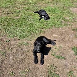 Found/Stray Male Dog last seen Roberts trail, Montgomery County, TX 77354