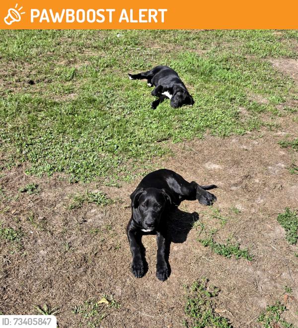 Found/Stray Male Dog last seen Roberts trail, Montgomery County, TX 77354