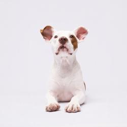 Shelter Stray Female Dog last seen , 3607 N Armenia Ave, Tampa, FL 33607, USA