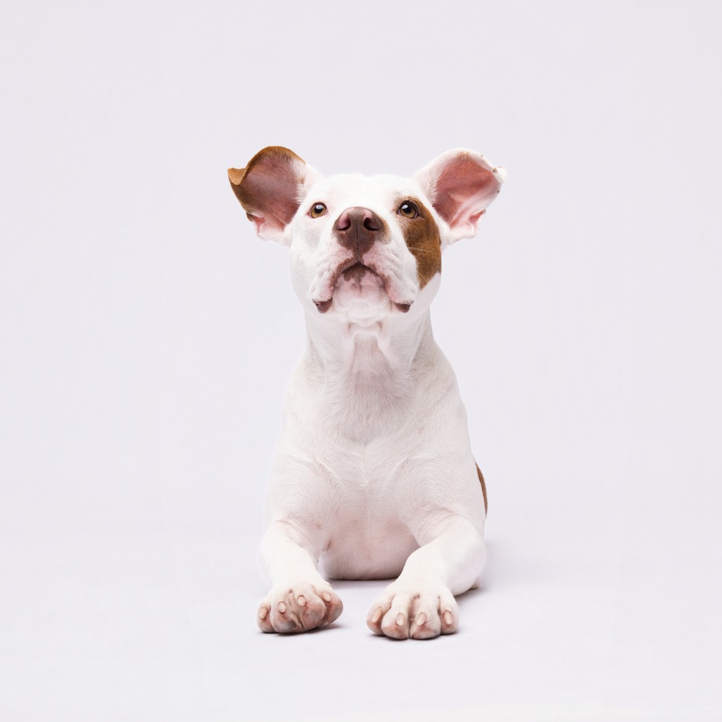 Shelter Stray Female Dog last seen , 3607 N Armenia Ave, Tampa, FL 33607, USA