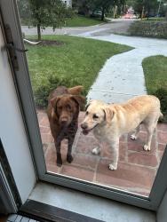 Found/Stray Unknown Dog last seen 29th & Georgian Ct, Lincoln, NE 68502