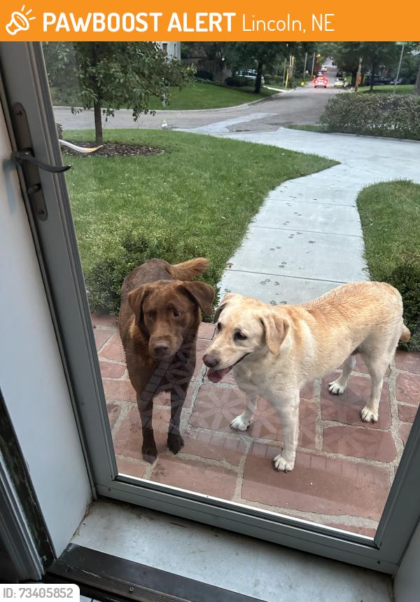 Found/Stray Unknown Dog last seen 29th & Georgian Ct, Lincoln, NE 68502