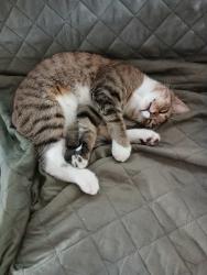 Reunited Male Cat last seen Near GPS school., Chattanooga, TN 37405
