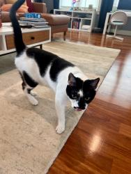 Reunited Male Cat last seen Carolina Ave Ne & Grand Canal Blvd, St. Petersburg, FL 33703