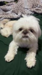 Reunited Male Dog last seen Camellia Dr, N Oak ext., Valdosta, GA 31605