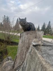Lost Male Cat last seen Kawartha lakes, Selwyn, ON K0L 1T0