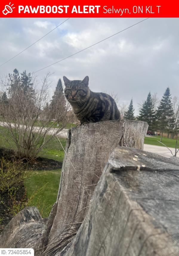 Lost Male Cat last seen Kawartha lakes, Selwyn, ON K0L 1T0