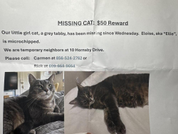 Reunited Female Cat last seen Corner of Hornsby Dr. & Holden Ct. Just off of Carlton, Evesham, NJ 08053