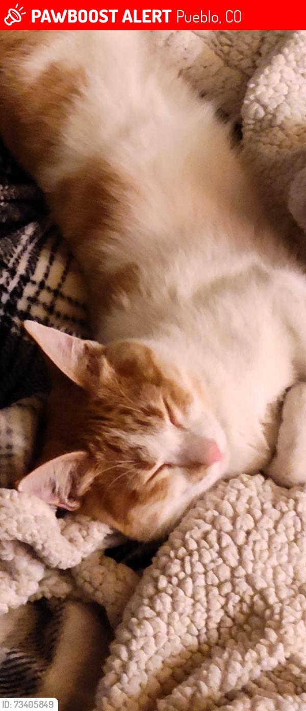 Lost Male Cat last seen 27th & Williams ln, Pueblo, CO 81006