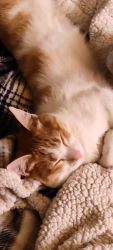 Lost Male Cat last seen 27th & Williams ln, Pueblo, CO 81006