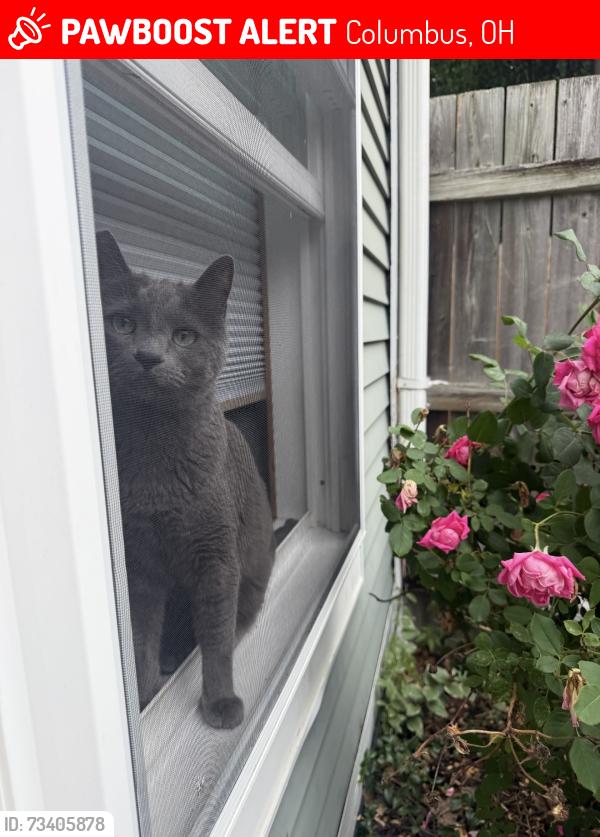 Lost Male Cat last seen Brust, Beck, Briggs, Columbus, OH 43206
