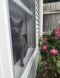 Lost Male Cat last seen Brust, Beck, Briggs, Columbus, OH 43206