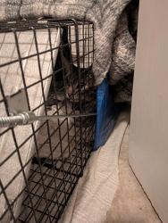 Reunited Unknown Cat last seen Scenic Ave, Livermore, CA 94551