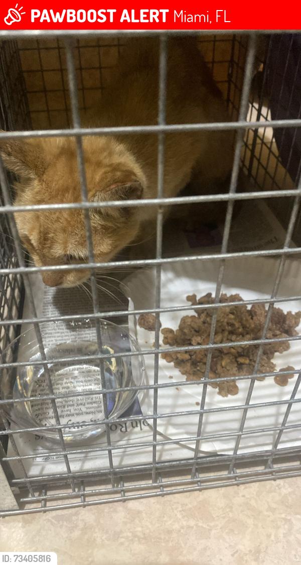 Lost Male Cat last seen Near Sw 102 court Miami 33165 fla, Miami, FL 33165